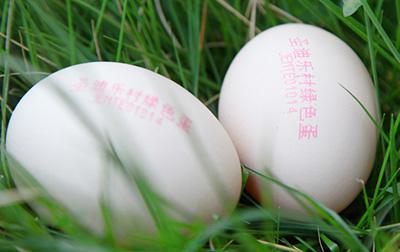 雞蛋噴碼機 雞蛋噴碼機